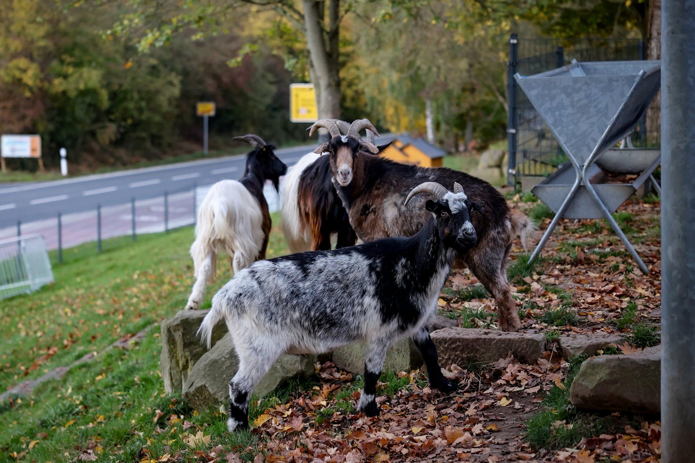 Unsere tierischen Mitarbeiter